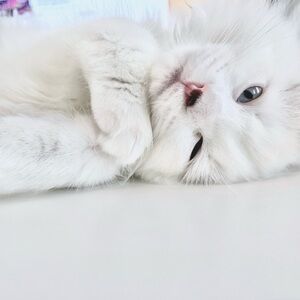 Meet your Posher, Alex